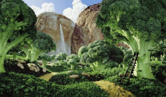 humus de lombriz y el bosque humus de lombriz y el bosque