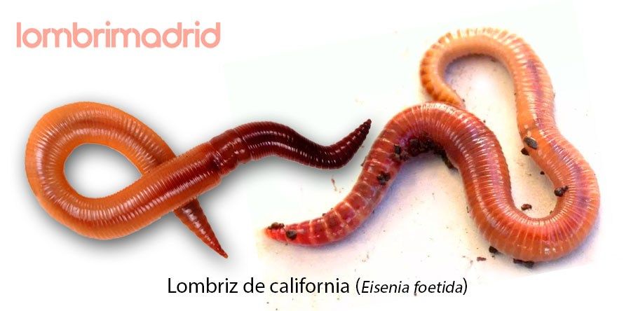 lombrices de california
