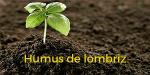 Humus de Lombriz